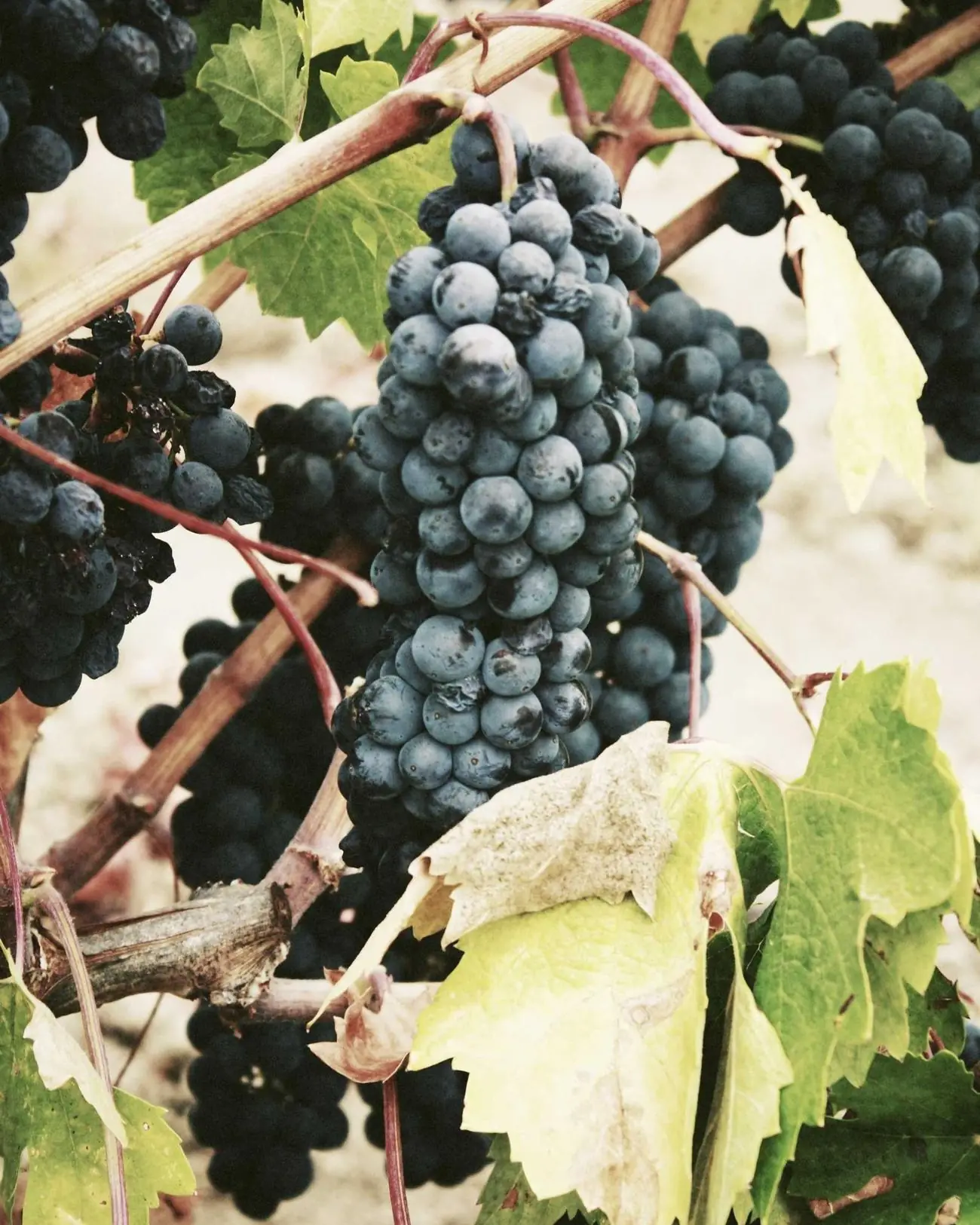 Grappes de merlot mûres sur la vigne