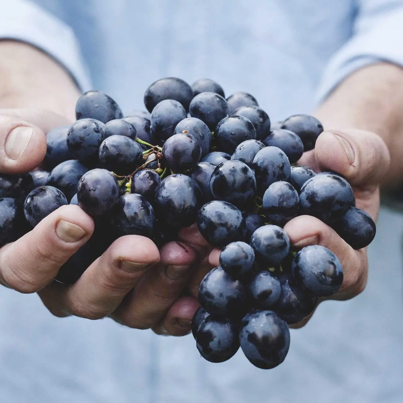 Mains tenant des grappes de raisin noir